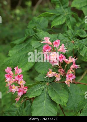 Cavallo Rosso Castagna in fiore ( Aesculus x carnea ) in primavera Foto Stock