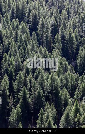 Veduta aerea delle corone di verdi alberi di conifere in una foresta densa e impenetrabile illuminata dalla luce solare diurna per lo sfondo. Scatto verticale Foto Stock