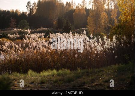 Pettine asciutto sul lago, strato di lamella, semi di lamella. L'erba di canna dorata nella caduta nel sole. Astratto sfondo naturale. Splendido modello con co neutro Foto Stock