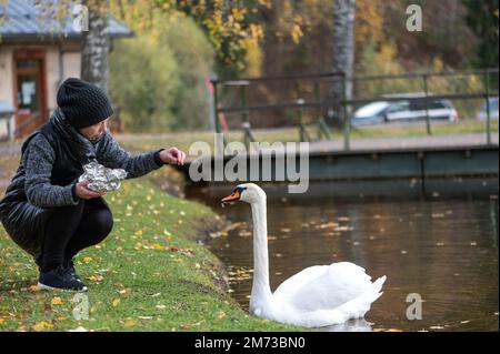 Donna in un cappotto nero e cappello a maglia alimenta il pane a un cigno bianco sulla riva di uno stagno Foto Stock