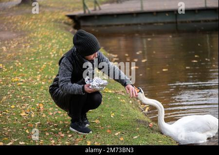 Donna in un cappotto nero e cappello a maglia alimenta il pane a un cigno bianco sulla riva di uno stagno Foto Stock