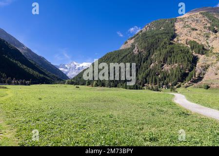 Famoso prato verde di Sant Orso e sentiero che si snoda lungo la gola delle Alpi, pendii ricoperti di pineta sempreverde, Cogne, Valle d'Aosta Foto Stock