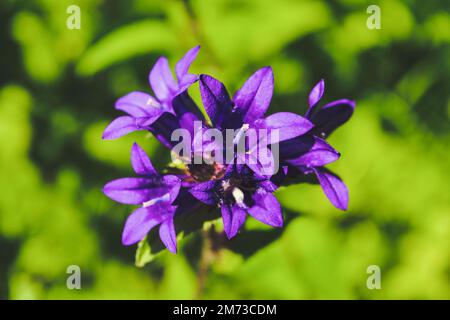 Fiore di Campana viola nel giardino, glomerata di Campanula viola, macro di fiori di Campana viola, fiore di Campana viola con le foglie verdi, bellezza nella natura. Foto Stock