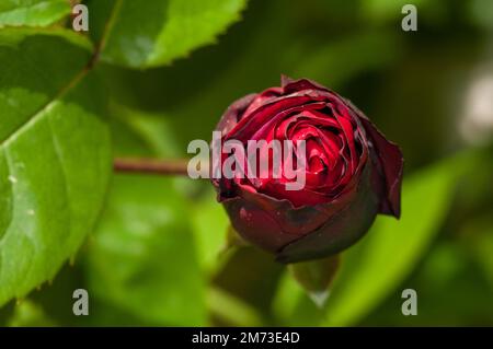 primo piano di una rosa rossa in un vero giardino Foto Stock
