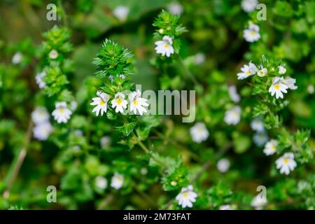 Primo piano di fiori di Eyebright eufrasia officinalis in estate. Foto Stock