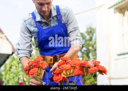 il giardiniere si prende cura delle rose Foto Stock