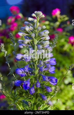 Delphinium Blue bianco scuro Bee fiore fioritura su sfondo sfocato. Blu Delphinium cresce nel giardino. Foto Stock