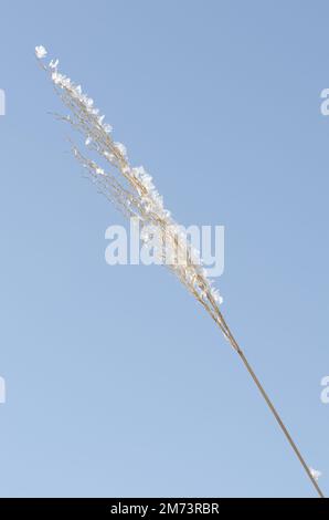 Pianta coperta di gelo a Kushiro. Hokkaido. Giappone. Foto Stock