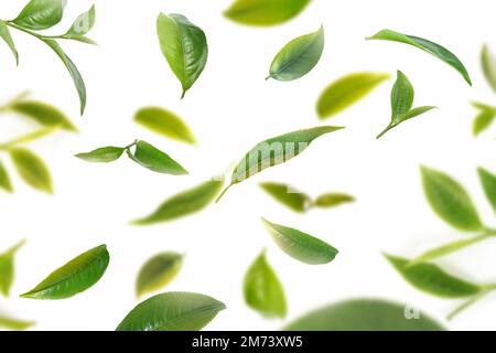 Volare foglie di tè fresco su sfondo bianco, elemento per il design, la pubblicità, il confezionamento di prodotti da tè Foto Stock