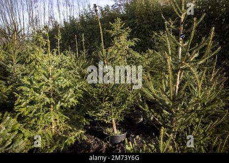 LEUSDEN - gli alberi di Natale adottati sono messi di nuovo nel terreno ad una stanza dei bambini. Gli alberi sono stati restituiti dai clienti, possono essere affittati fuori ancora il Natale prossimo. ANP RAMON VAN FLYMEN olanda fuori - belgio fuori Foto Stock