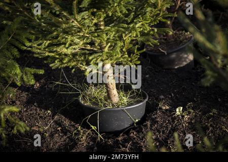 LEUSDEN - gli alberi di Natale adottati sono messi di nuovo nel terreno ad una stanza dei bambini. Gli alberi sono stati restituiti dai clienti, possono essere affittati fuori ancora il Natale prossimo. ANP RAMON VAN FLYMEN olanda fuori - belgio fuori Foto Stock