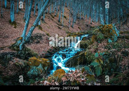 Un torrente a cascata che scorre su una piccola pista con rocce e piante mossy sotto tronchi d'albero nella foresta Foto Stock