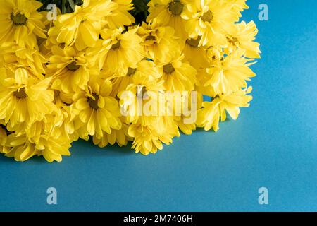 Fiori gialli di crisantemo. Primo piano dei fiori. Fiori floreali su sfondo blu. Foto Stock