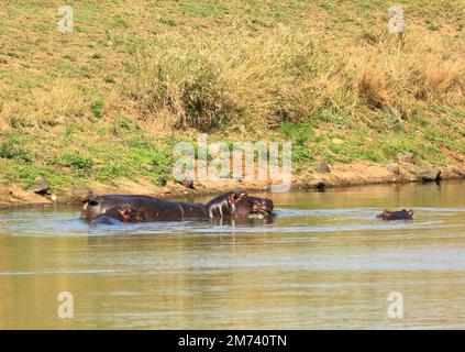 un ippopotamo con un piccolo ippopotamo in un lago nel parco kruger in sudafrica Foto Stock