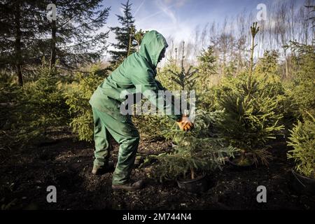 LEUSDEN - gli alberi di Natale adottati sono messi di nuovo nel terreno ad una stanza dei bambini. Gli alberi sono stati restituiti dai clienti, possono essere affittati fuori ancora il Natale prossimo. ANP RAMON VAN FLYMEN olanda fuori - belgio fuori Foto Stock