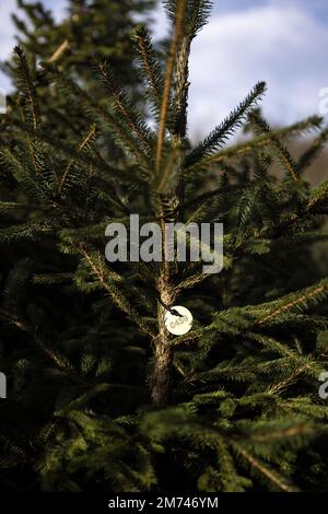 LEUSDEN - gli alberi di Natale adottati sono messi di nuovo nel terreno ad una stanza dei bambini. Gli alberi sono stati restituiti dai clienti, possono essere affittati fuori ancora il Natale prossimo. ANP RAMON VAN FLYMEN olanda fuori - belgio fuori Foto Stock