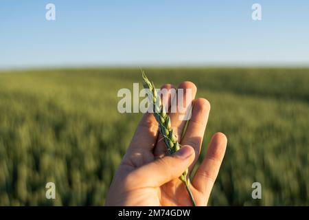 Primo piano la mano del contadino tiene sotto il sole le orecchie di grano sul campo, ispezionando il suo raccolto. Agricoltura. Foto Stock