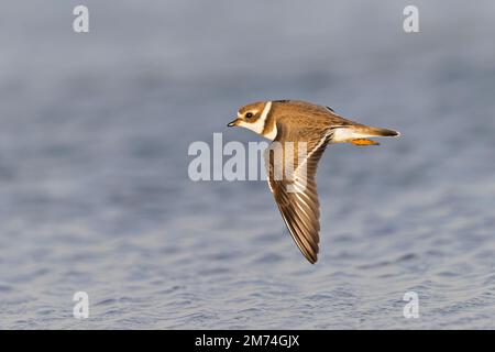 Un plover semipalmato (Charadrius semipalmatus) in volo. Foto Stock