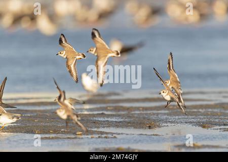 Un gregge di plover di tubature (Charadrius melodus) che atterrano sulla spiaggia. Foto Stock