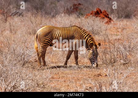Grevy zebra a Tsavo Est Foto Stock