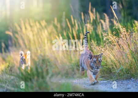 Cuccioli di tigre del Bengala che camminano contro la telecamera all'aperto. Orizzontalmente. Foto Stock