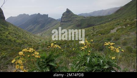 Gola Masca a Tenerife, Isole Canarie, Spagna. Fiori gialli in primo piano. Foto Stock