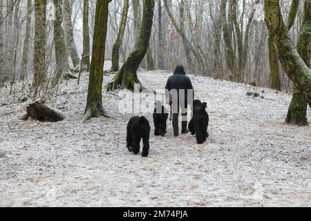 Uomini che camminano con tre cani neri Russi Terrier nella foresta autunnale Foto Stock