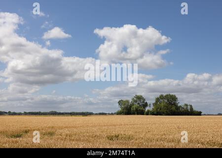 Terreno agricolo olandese a Groningen con campi di grano, alberi di frassino e belle nuvole Foto Stock