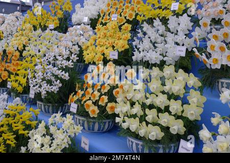 Mazzi di narcisi bianchi, gialli e arancioni (Narciso) in mostra a maggio Foto Stock