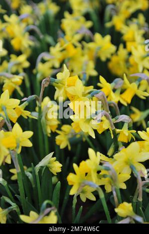 I narcisi gialli (Narcissus) Tete-a-tete (altro gruppo) fioriscono in un giardino ad aprile Foto Stock