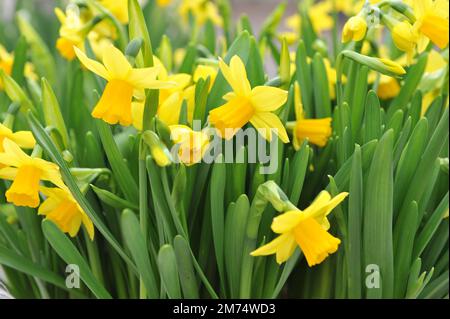 I narcisi gialli (Narcissus) Tete-a-tete (altro gruppo) fioriscono in un giardino a marzo Foto Stock