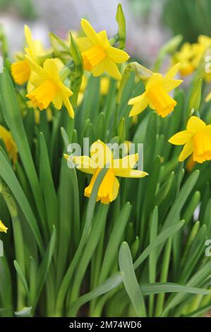 I narcisi gialli (Narcissus) Tete-a-tete (altro gruppo) fioriscono in un giardino a marzo Foto Stock