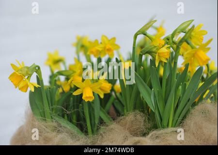 I narcisi gialli forzati (Narcissus) Tete-a-tete (altro gruppo) fioriscono in un giardino ad aprile Foto Stock