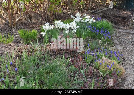 I narcisi bianchi del Triandrus (Narciso) Thalia fioriscono in un giardino ad aprile Foto Stock