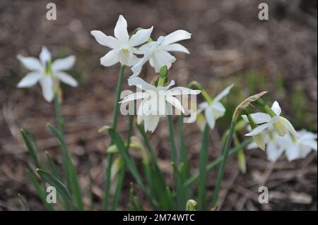 I narcisi bianchi del Triandrus (Narciso) Thalia fioriscono in un giardino ad aprile Foto Stock