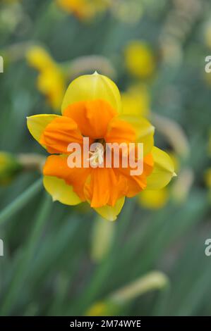 I narcisi gialli e arancioni con colletto diviso (Narciso) Tiritomba fioriscono in un giardino ad aprile Foto Stock