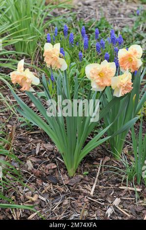 I narcisi bianchi e rosa con colletto diviso (Narcissus) fioriscono in un giardino ad aprile Foto Stock