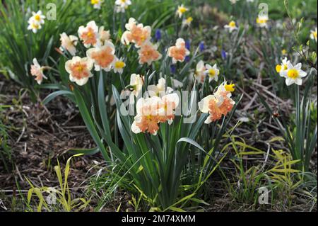 I narcisi bianchi e rosa con colletto diviso (Narcissus) fioriscono in un giardino ad aprile Foto Stock