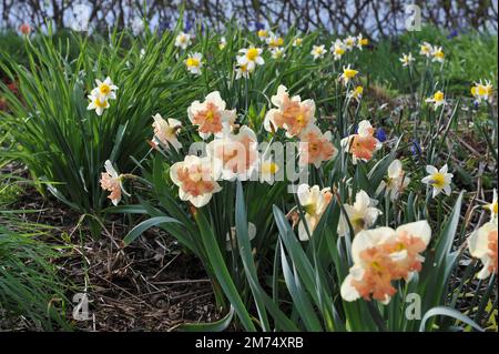 I narcisi bianchi e rosa con colletto diviso (Narcissus) fioriscono in un giardino ad aprile Foto Stock