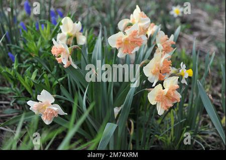 I narcisi bianchi e rosa con colletto diviso (Narcissus) fioriscono in un giardino ad aprile Foto Stock