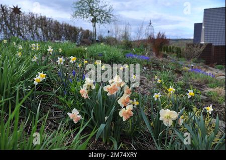 I narcisi bianchi e rosa con colletto diviso (Narcissus) fioriscono in un giardino ad aprile Foto Stock