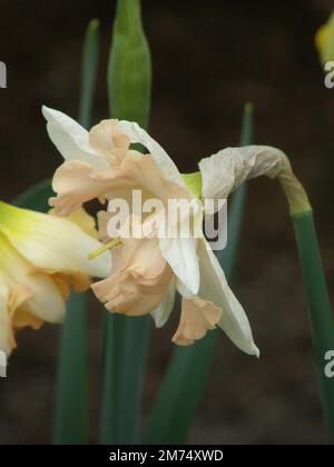 Narcisi a collo diviso bianco e rosa (Narciso) il valzer fiorisce in un giardino a marzo Foto Stock