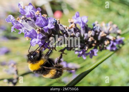 Bumble Bee su fiori di lavanda Foto Stock
