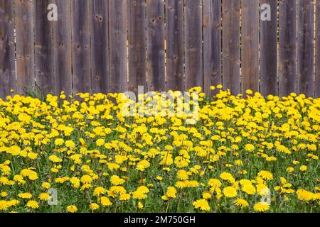 Molti dente di leoni gialli fiorenti come sfondo naturale prima di recinzione di legno marrone sul primo piano vista del cortile Foto Stock