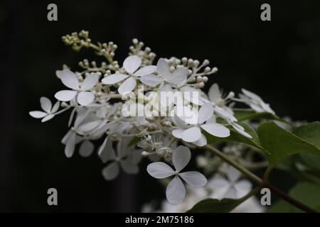 Un primo piano di una delicata idrangea panicellata bianca (Hydrangea paniculata) su sfondo nero Foto Stock