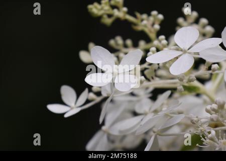 Un primo piano di una delicata idrangea panicellata bianca (Hydrangea paniculata) su sfondo nero Foto Stock