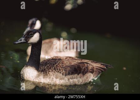 Due oche canadesi nuotano in uno stagno Foto Stock