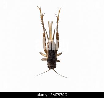 Cricket insetto marrone piccolo, isolato su sfondo Foto Stock