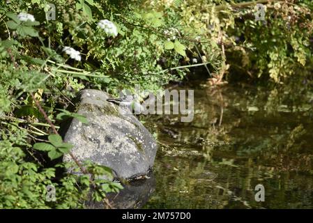 Jovile Grey Wagtail (Motacilla cinerea) arroccato su Boulder a sinistra di immagine in profilo destro, guardando verso il affluente del fiume Rhiw a Sun, Regno Unito Foto Stock