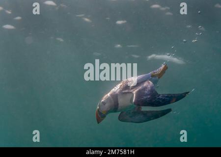 Immersioni Puffins, Isole Farne, Northumberland, Inghilterra. Foto Stock